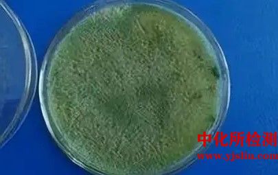 菌種、抗生素敏感性檢測