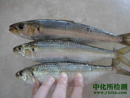 凍魚檢測